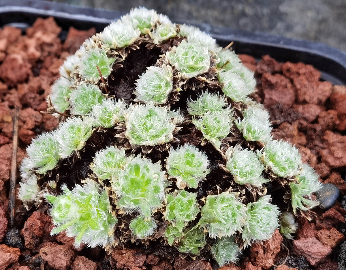 Androsace sp photo
